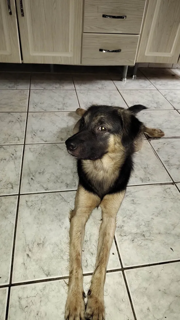 Cachorro ra a Mestiço  idade 1 ano nome Bob