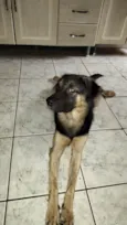 Bob