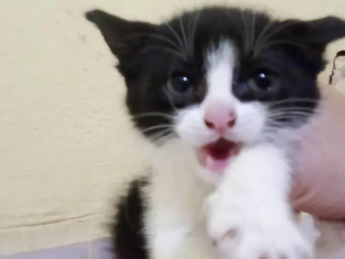 Gato ra a  idade 2 a 6 meses nome Sem nome 