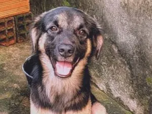 Cachorro raça Mestiço  idade 1 ano nome Bob