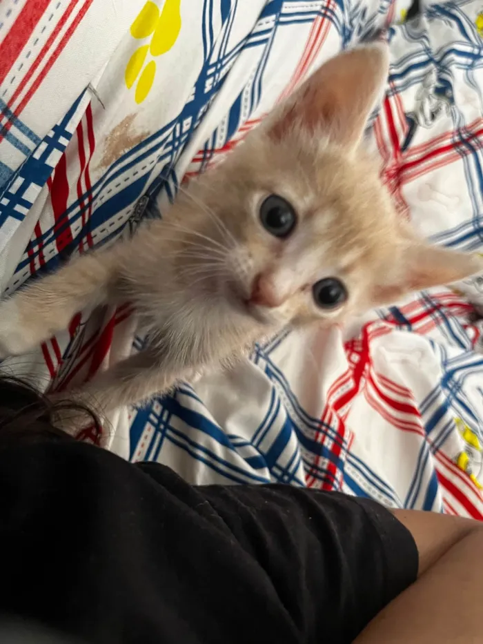 Gato ra a SRD-ViraLata idade Abaixo de 2 meses nome Frederico