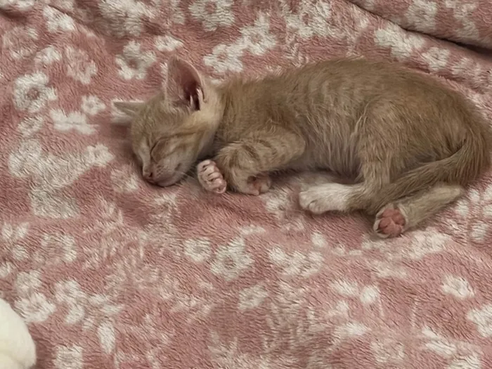 Gato ra a SRD-ViraLata idade Abaixo de 2 meses nome Frederico