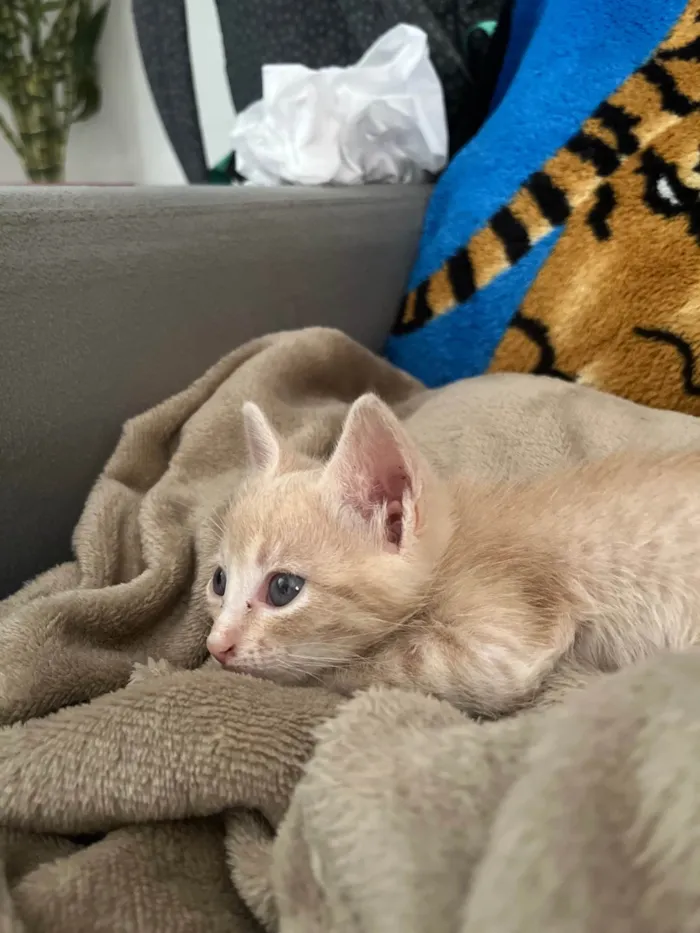 Gato ra a SRD-ViraLata idade Abaixo de 2 meses nome Frederico