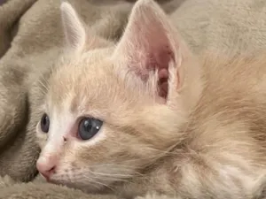 Gato raça SRD-ViraLata idade Abaixo de 2 meses nome Frederico