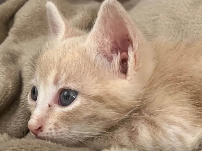 Gato ra a SRD-ViraLata idade Abaixo de 2 meses nome Frederico