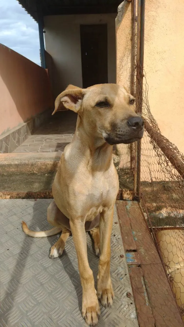 Cachorro ra a Mestiço Pit Bull com vira lata idade 2 a 6 meses nome Zeus