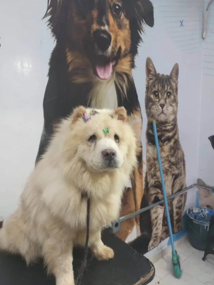 Cachorro ra a Chow-chow  idade 3 anos nome Clara