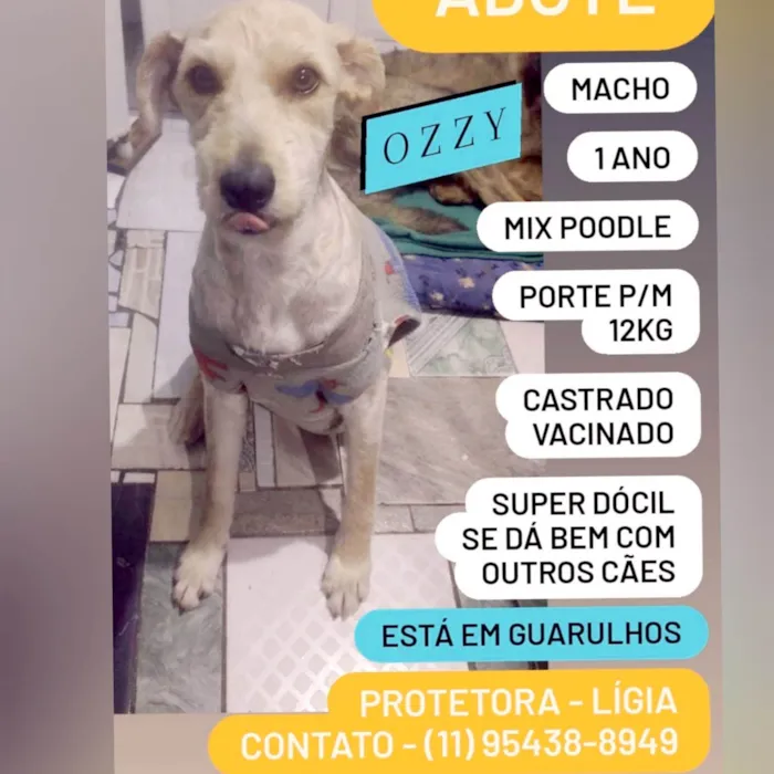 Cachorro ra a Poodle idade 1 ano nome Ozzy