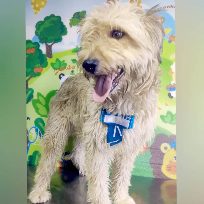 Cachorro ra a Poodle idade 1 ano nome Ozzy