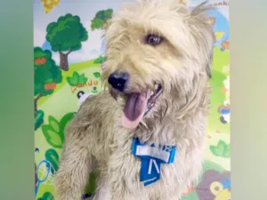 Cachorro raça Poodle idade 1 ano nome Ozzy