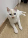 Sabrino