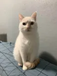 Sabrino