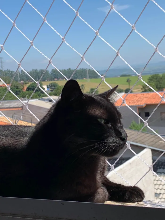 Gato ra a SRD-ViraLata idade 6 ou mais anos nome Nego