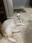 Sabrino