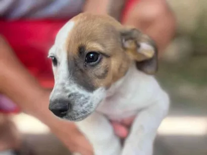 Cachorro raça  idade 2 a 6 meses nome Não tem 