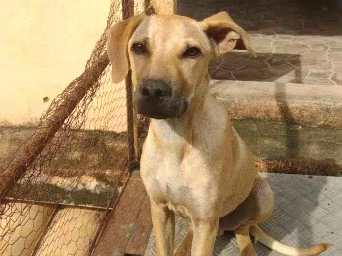 Cachorro ra a Mestiço Pit Bull com vira lata idade 2 a 6 meses nome Zeus