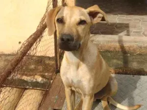 Cachorro raça Mestiço Pit Bull com vira lata idade 2 a 6 meses nome Zeus