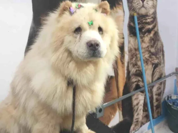 Cachorro ra a Chow-chow  idade 3 anos nome Clara