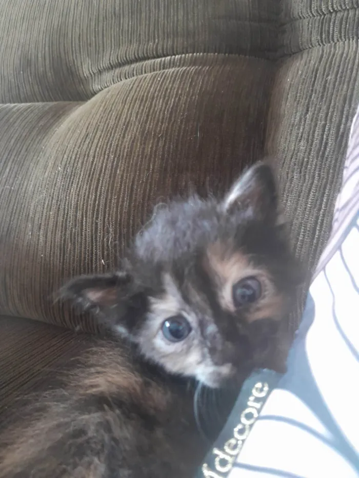 Cachorro raça Não importa idade  nome Meg