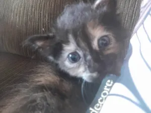 Cachorro raça Não importa idade  nome Meg