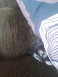 Missy