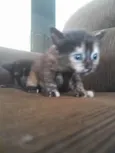 Missy