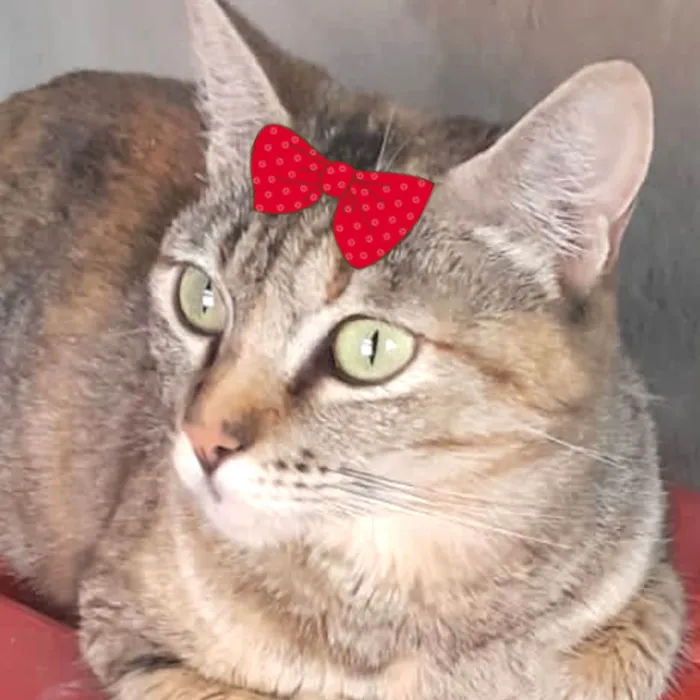 Gato ra a Mestica idade 7 a 11 meses nome Malu 