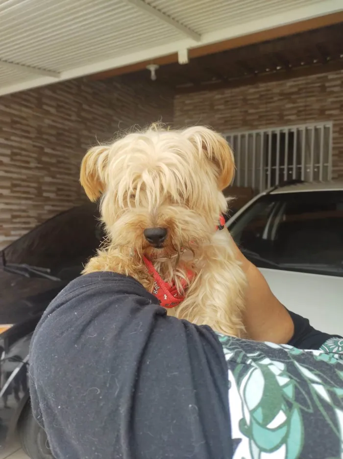 Cachorro ra a Yorkshire idade 3 anos nome Toddy York lindo 
