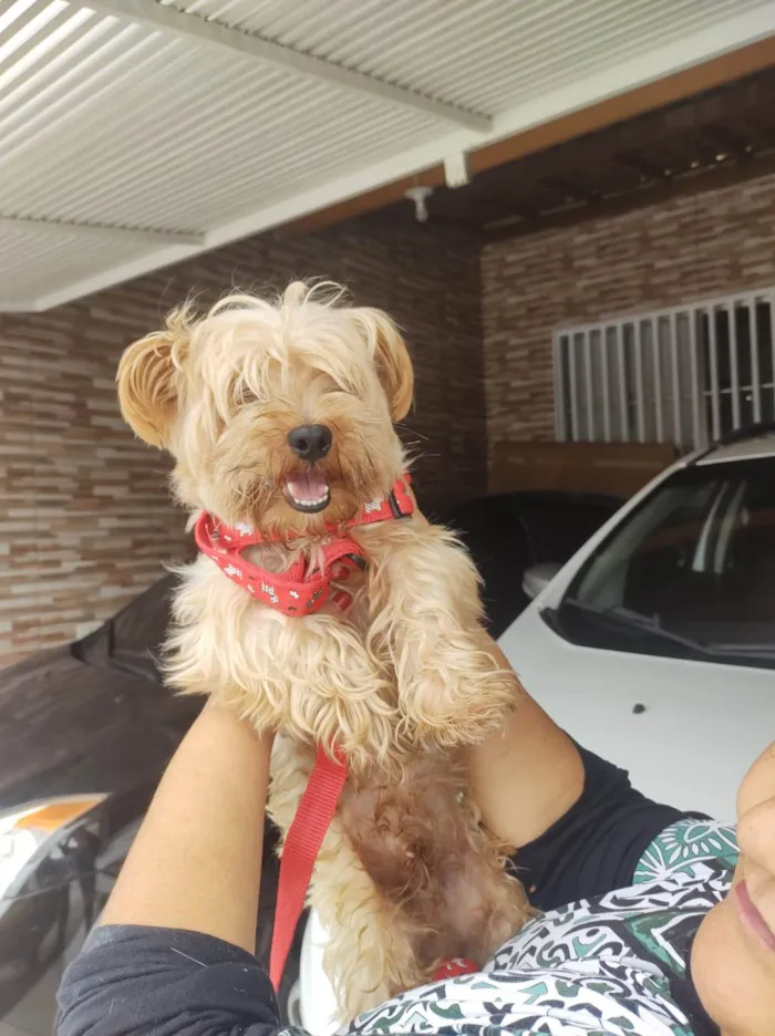 Cachorro ra a Yorkshire idade 3 anos nome Toddy York lindo 