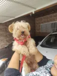 Toddy York lindo