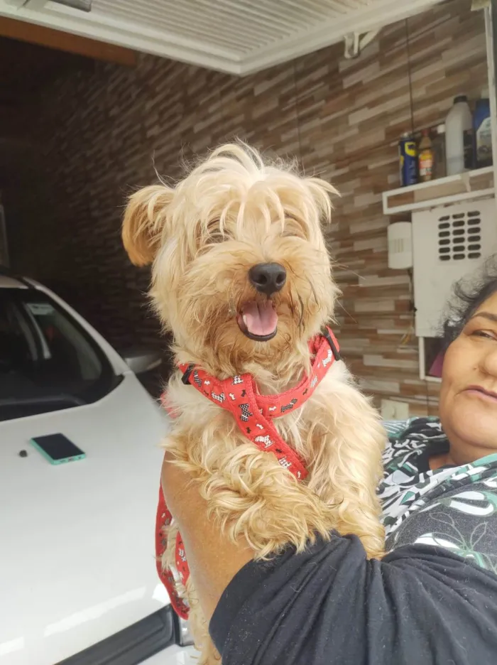 Cachorro ra a Yorkshire idade 3 anos nome Toddy York lindo 