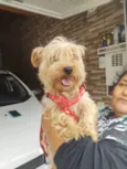Toddy York lindo