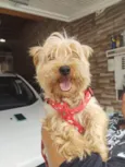 Toddy York lindo