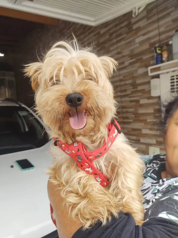 Cachorro ra a Yorkshire idade 3 anos nome Toddy York lindo 
