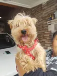 Toddy York lindo