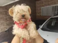 Toddy York lindo