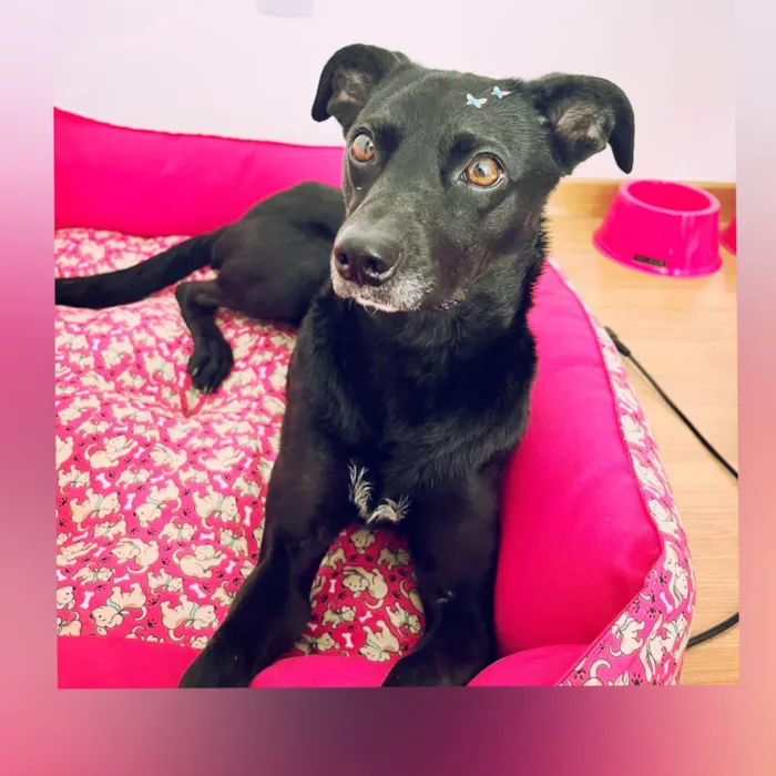 Cachorro ra a SRD-ViraLata idade 2 anos nome Miah 
