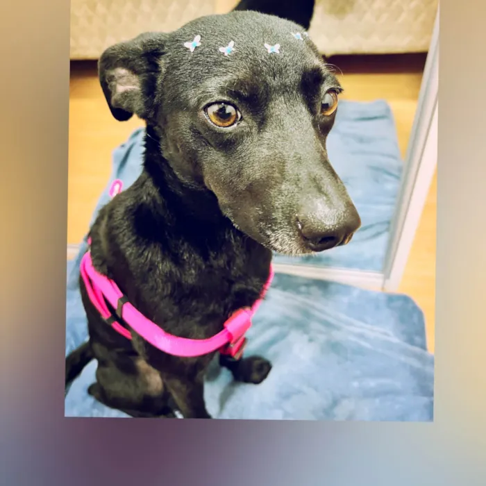 Cachorro ra a SRD-ViraLata idade 2 anos nome Miah 