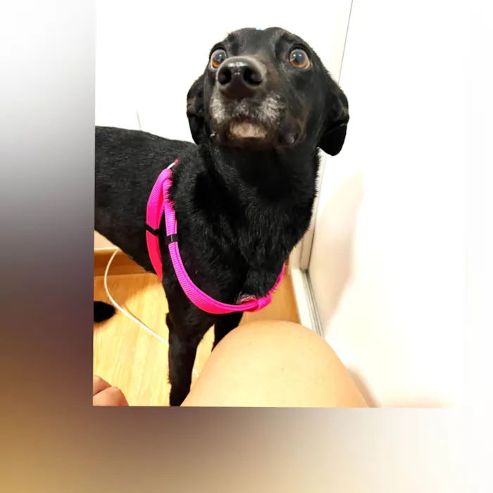 Cachorro ra a SRD-ViraLata idade 2 anos nome Miah 