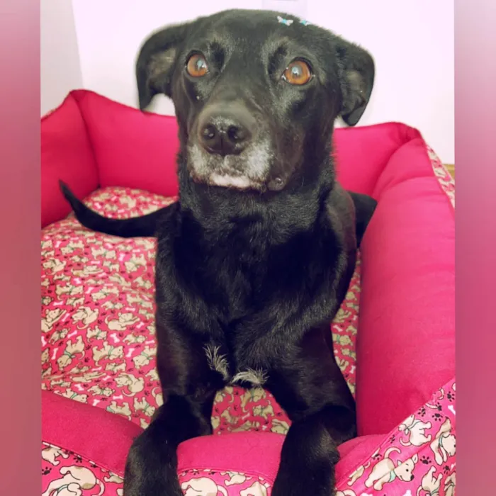 Cachorro ra a SRD-ViraLata idade 2 anos nome Miah 