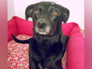 Cachorro raça SRD-ViraLata idade 2 anos nome Miah 