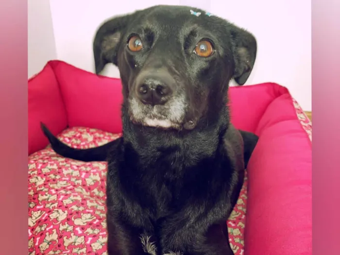 Cachorro ra a SRD-ViraLata idade 2 anos nome Miah 