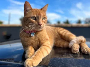 Gato raça SRD-ViraLata idade 2 anos nome Pandora