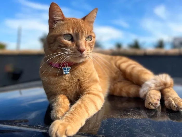 Gato ra a SRD-ViraLata idade 2 anos nome Pandora