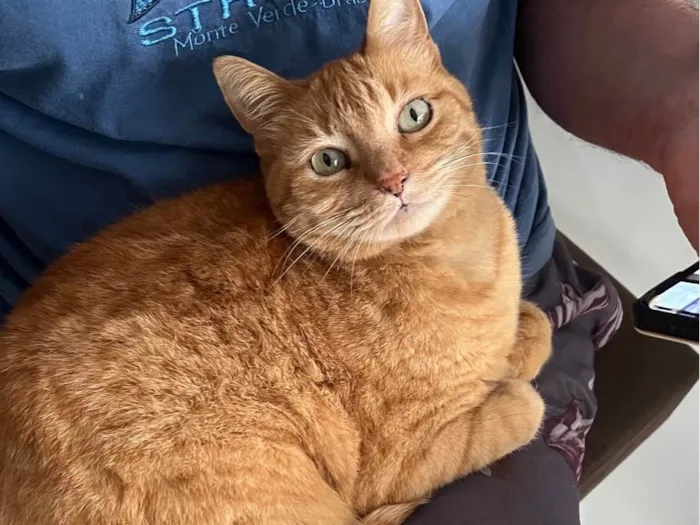 Gato ra a SRD-ViraLata idade 2 anos nome Pandora