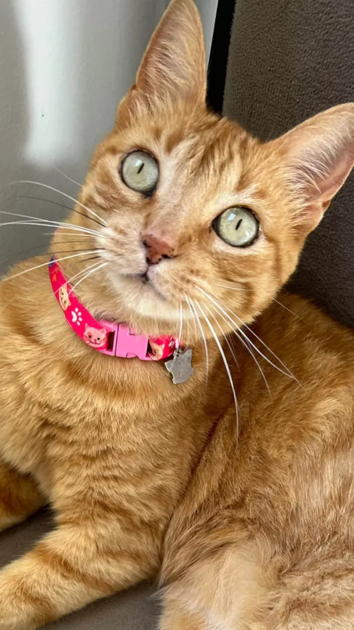 Gato ra a SRD-ViraLata idade 2 anos nome Pandora