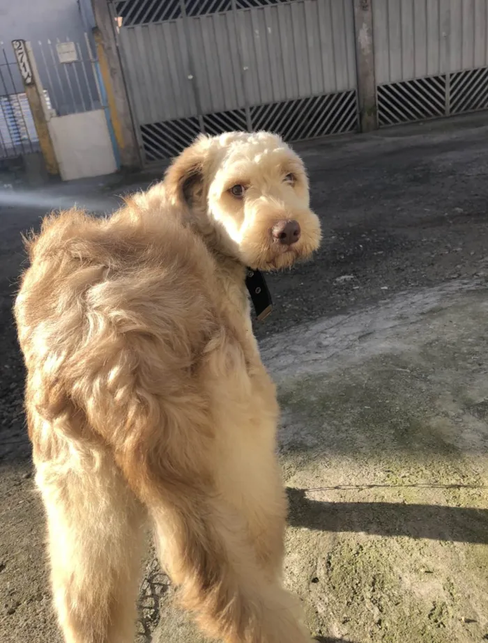 Cachorro ra a SRD-ViraLata idade 6 ou mais anos nome Toddy