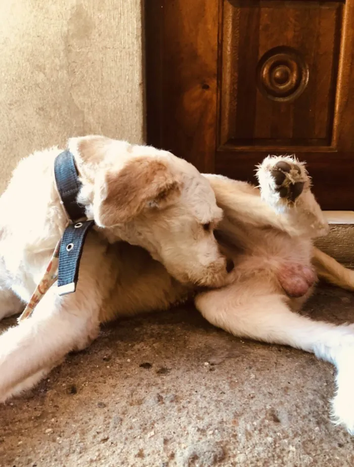 Cachorro ra a SRD-ViraLata idade 6 ou mais anos nome Toddy