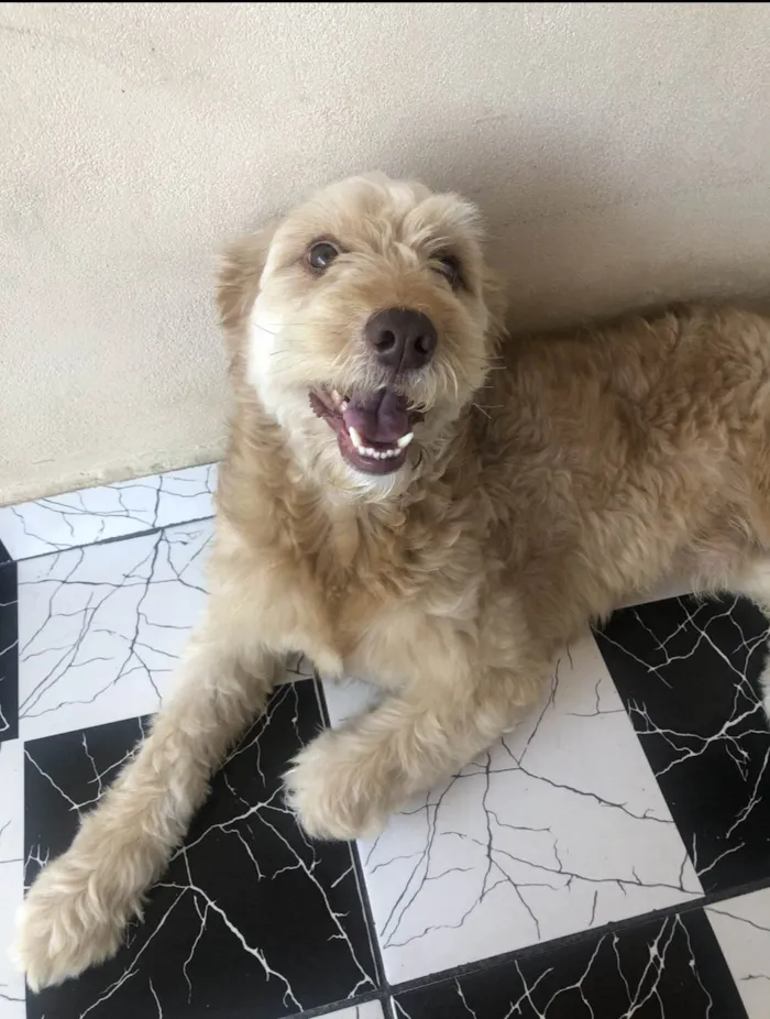 Cachorro ra a SRD-ViraLata idade 6 ou mais anos nome Toddy