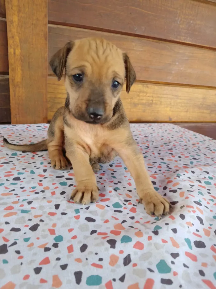 Cachorro ra a SRD-ViraLata idade Abaixo de 2 meses nome Coração, Estrela, Borboleta, Pitoco e Gritinho 